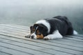 The dog lies on a wooden bridge on the lake. Tricolor australian shepherd Royalty Free Stock Photo