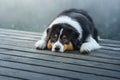 The dog lies on a wooden bridge on the lake. Tricolor australian shepherd Royalty Free Stock Photo