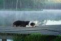 The dog lies on a wooden bridge on the lake. Tricolor australian shepherd Royalty Free Stock Photo