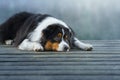 The dog lies on a wooden bridge on the lake. Tricolor australian shepherd Royalty Free Stock Photo