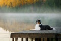 The dog lies on a wooden bridge on the lake. Tricolor australian shepherd Royalty Free Stock Photo