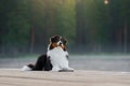 The dog lies on a wooden bridge on the lake. Tricolor australian shepherd Royalty Free Stock Photo