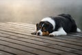 The dog lies on a wooden bridge on the lake. Tricolor australian shepherd Royalty Free Stock Photo