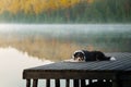 The dog lies on a wooden bridge on the lake. Tricolor australian shepherd Royalty Free Stock Photo