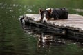 Dog lies on a wooden pier on the lake. Walk with your pet. Border Collie on the prowl Royalty Free Stock Photo