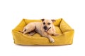 Dog lies on yellow sofa isolated Royalty Free Stock Photo