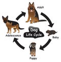 Dog Life Cycle Infographic Diagram Royalty Free Stock Photo