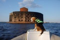 dog in a life jacket in a boat. beagle puppy sea voyage