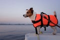 dog in a life jacket in a boat. Jack Russell Terrier sea voyage