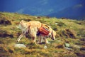 A dog lifeguard with a backpack in a hike in the summer. Royalty Free Stock Photo