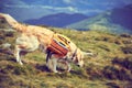 A dog lifeguard with a backpack in a hike in the summer. Royalty Free Stock Photo
