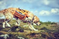 A dog lifeguard with a backpack in a hike in the summer. Royalty Free Stock Photo