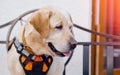 Dog lifeguard in special vest sits sticking out his tongue Royalty Free Stock Photo