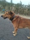 Dog like lion in village