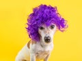 Dog in lilac wig is looking with suspicion and scorn. Bright yellow background. Calm sad look