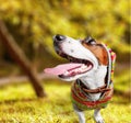 Dog Royalty Free Stock Photo