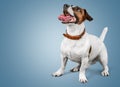 Dog Royalty Free Stock Photo