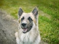 Dog listening attentively