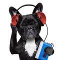 Dog listening music Royalty Free Stock Photo