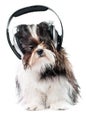 Dog listening to music Royalty Free Stock Photo