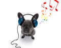 Dog listening to music Royalty Free Stock Photo