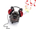 Dog listening to music Royalty Free Stock Photo