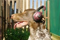 Dog listening to music in earphones. Funny pets. Summer time. Entertainment background. Relaxing time. Summer mood. Outdoor. Royalty Free Stock Photo