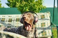 Dog listening to music in earphones. Summer time. Entetainment background. Relaxing moment. Funny animals. Royalty Free Stock Photo