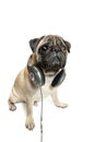 Dog listening to music. Pug Dog isolated on White Background Royalty Free Stock Photo