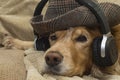 The dog listens to music on the mobile phone while lying on the couch