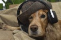 The dog listens to music on the mobile phone while lying on the couch