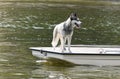 THE DOG ON THE LITTLE BOAT