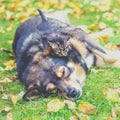 Dog and little kitten best friends play together Royalty Free Stock Photo