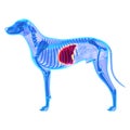 Dog Liver - Canis Lupus Familiaris Anatomy - isolated on white