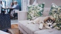 Dog, living room sofa and decor christmas chewing of a animal during a holiday celebration at home. Pet, lounge and