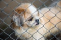 Dog locked in a cage Royalty Free Stock Photo