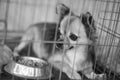 Dog locked in a cage Royalty Free Stock Photo