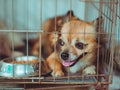 Dog locked in a cage Royalty Free Stock Photo