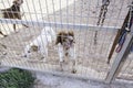 Dog locked cage Royalty Free Stock Photo