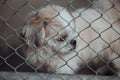 Dog locked in a cage Royalty Free Stock Photo