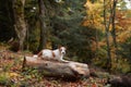 Dog on Log in Autumn Woods. A Jack Russell terrier resting atop a fallen log amidst the vibrant fall foliage,