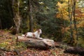 Dog on Log in Autumn Woods. A Jack Russell terrier resting atop a fallen log amidst the vibrant fall foliage,