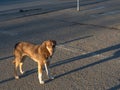 Dog lonely wanders around the city in search of food