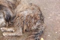 A dog with long dirty hair