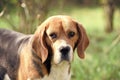Dog with long ears on summer outdoor. Beagle walk on fresh air. Cute pet on sunny day. Companion or friend and