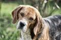 Dog with long ears on summer outdoor. Hunting and detection dog. Beagle walk on fresh air. Cute pet on sunny day