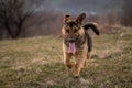 A dog with long ears