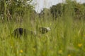 Family Dog playing in beautiful green grasses