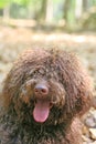 Dog with long hair rebel portrait high quality lagotto romagnolo rasta Royalty Free Stock Photo