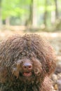 Dog with long hair rebel portrait high quality lagotto romagnolo rasta Royalty Free Stock Photo